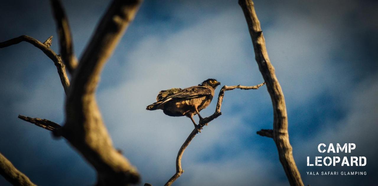 Camp Leopard - Yala Safari Glamping Hotel Ngoại thất bức ảnh