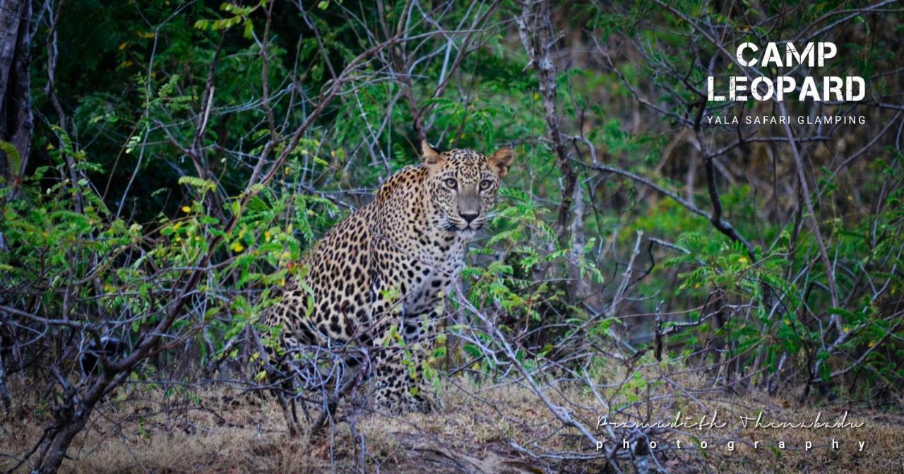 Camp Leopard - Yala Safari Glamping Hotel Ngoại thất bức ảnh