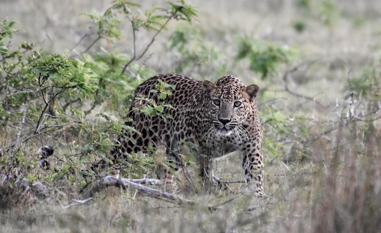 Camp Leopard - Yala Safari Glamping Hotel Ngoại thất bức ảnh