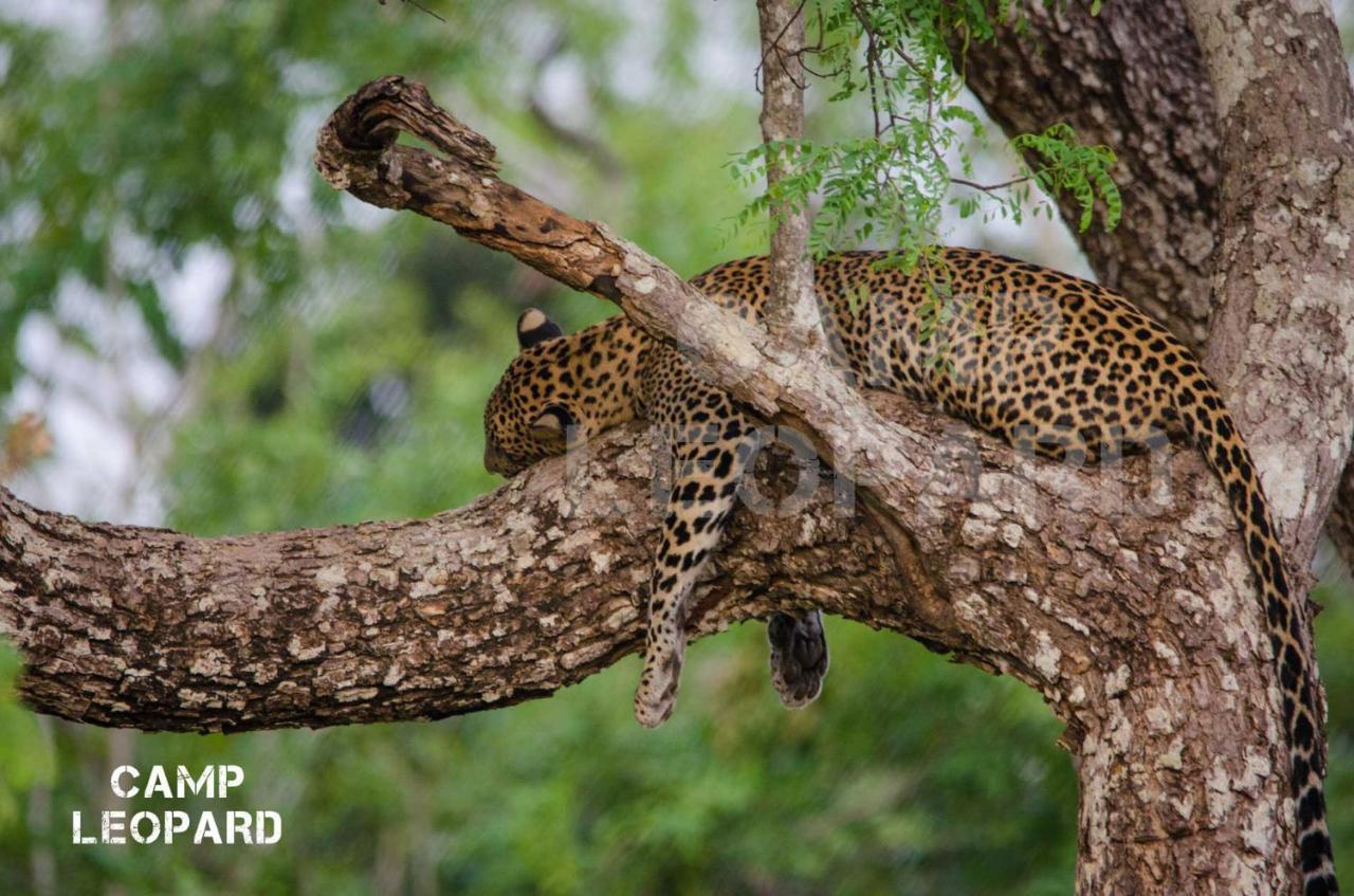 Camp Leopard - Yala Safari Glamping Hotel Ngoại thất bức ảnh