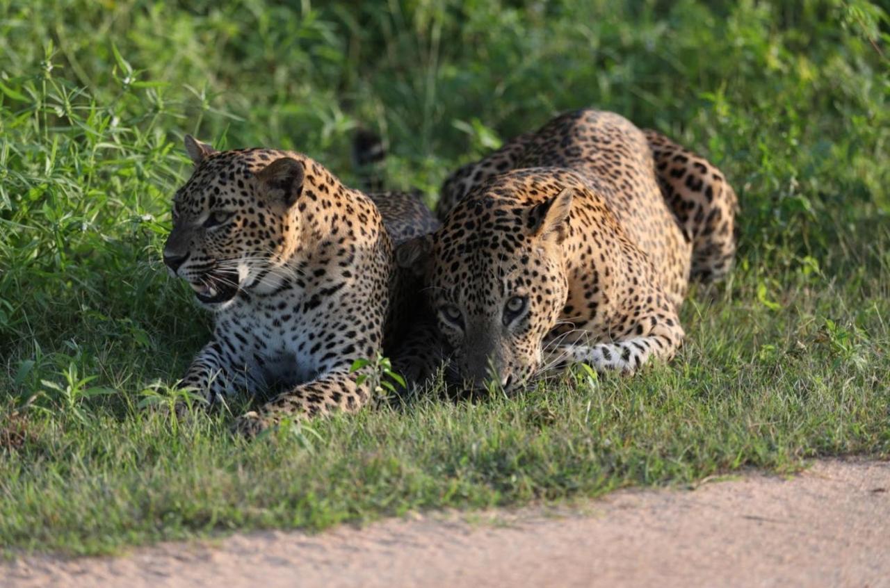 Camp Leopard - Yala Safari Glamping Hotel Ngoại thất bức ảnh