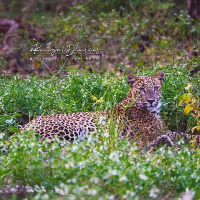 Camp Leopard - Yala Safari Glamping Hotel Ngoại thất bức ảnh