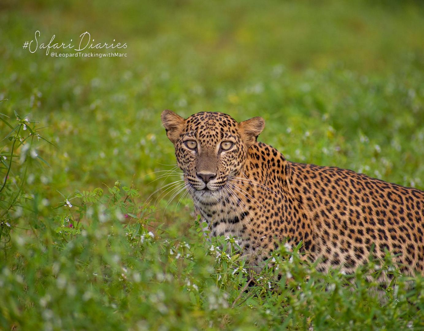 Camp Leopard - Yala Safari Glamping Hotel Ngoại thất bức ảnh
