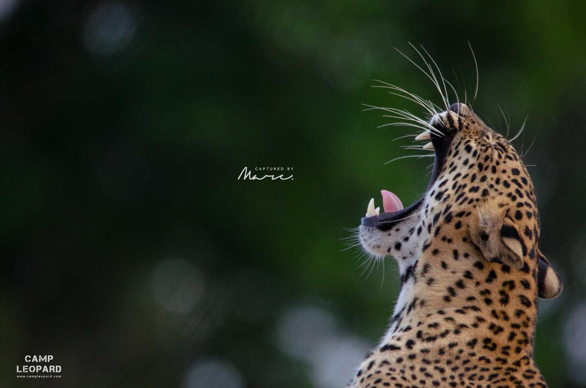 Camp Leopard - Yala Safari Glamping Hotel Ngoại thất bức ảnh