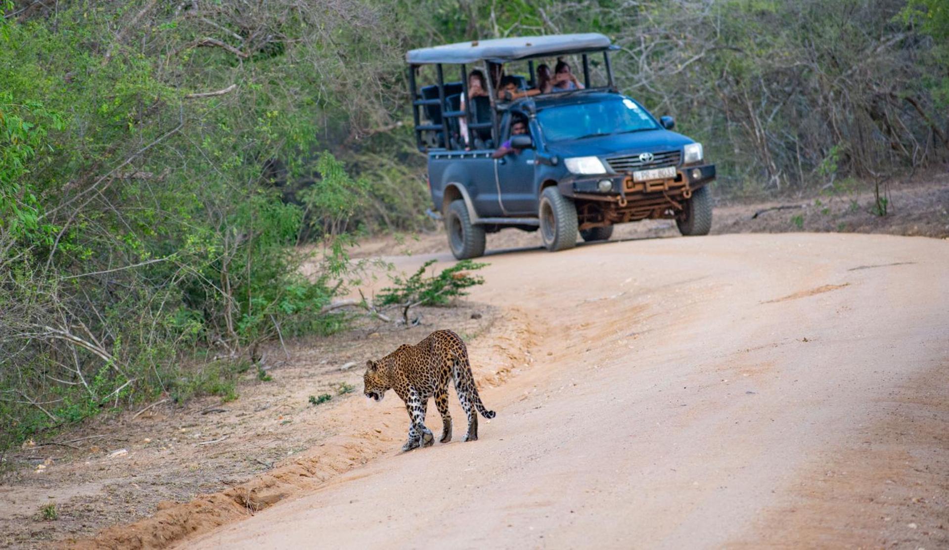 Camp Leopard - Yala Safari Glamping Hotel Ngoại thất bức ảnh