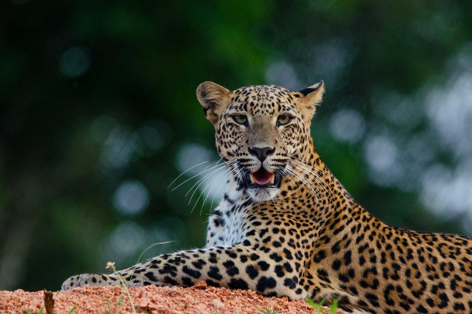 Camp Leopard - Yala Safari Glamping Hotel Ngoại thất bức ảnh